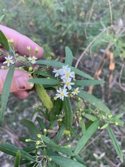 Olearia viscidula