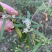 Olearia viscidula - Photo (c) Guy Taseski, alguns direitos reservados (CC BY), uploaded by Guy Taseski