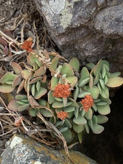 Crassula swaziensis