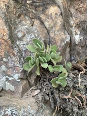 Crassula swaziensis