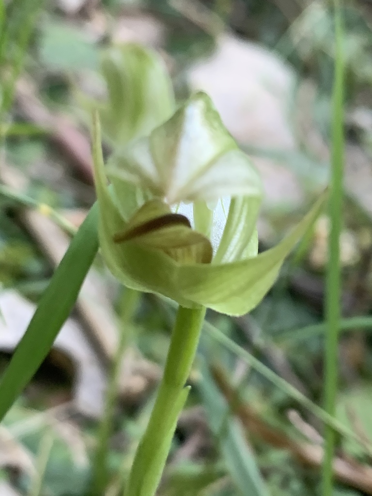 Pterostylis curta
