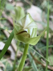 Blunt Greenhood (Pterostylis curta)