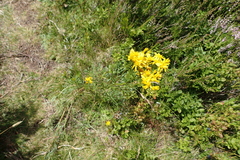 Jacobaea adonidifolia