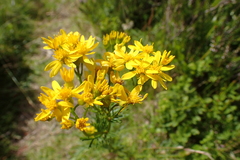 Jacobaea adonidifolia