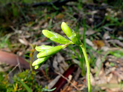 Freesia leichtlinii