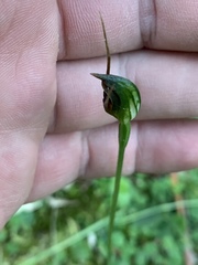 Pterostylis erecta