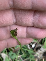 Pterostylis erecta