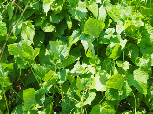 Vigna umbellata, photograph 1