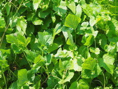 Vigna umbellata