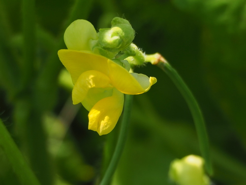 Rice Bean (Vigna umbellata)