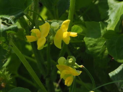 Image of Vigna umbellata by no rights reserved