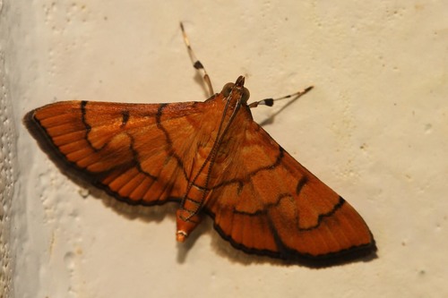 Orphanostigma abruptalis Walker, 1859