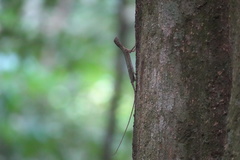 Draco melanopogon