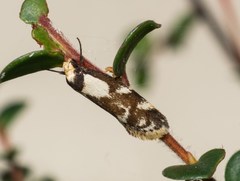 Palimmeces leucopelta