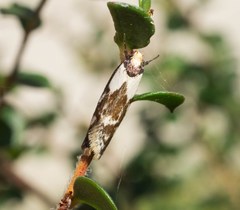 Palimmeces leucopelta
