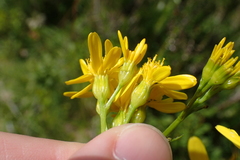 Jacobaea adonidifolia