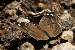 Junonia natalica natalica