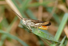 Chorthippus brunneus