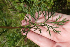 Jacobaea adonidifolia