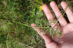 Jacobaea adonidifolia