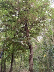 Fagus mexicana