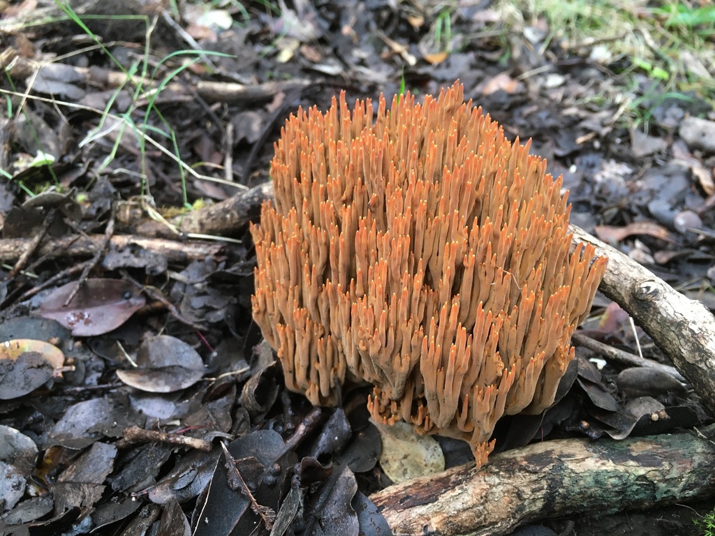 Ramaria fragillima