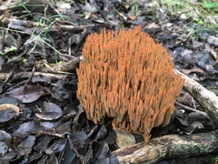 Ramaria fragillima