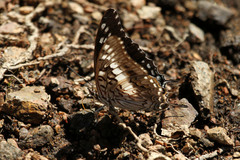 Charaxes achaemenes achaemenes
