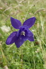 Aquilegia pyrenaica