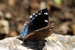 Charaxes guderiana