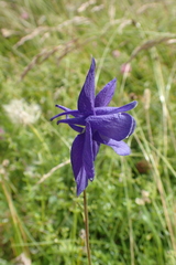 Aquilegia pyrenaica