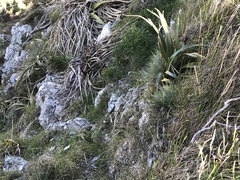 Spaniard (Aciphylla squarrosa)