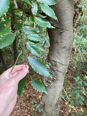 Fagus mexicana