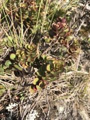 Veronica lavaudiana