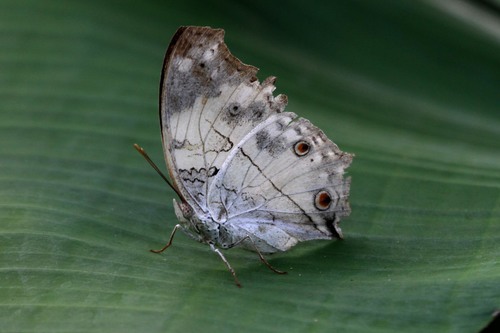 Eastern Clouded Mother-of-Pearl