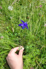 Aquilegia pyrenaica