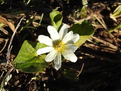 Caltha chionophila