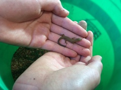 Takydromus tachydromoides