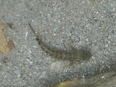 Sicyopterus