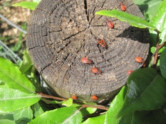 Pyrrhocoris apterus