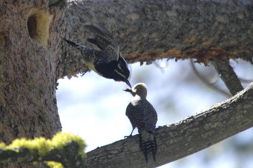 iNaturalist observation photo of Williamson's Sapsucker
