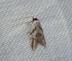 Oxythecta acceptella