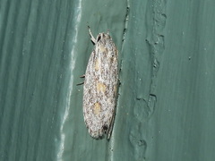Phylomictis sarcinopa