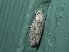 Phylomictis sarcinopa