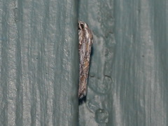 Phylomictis sarcinopa