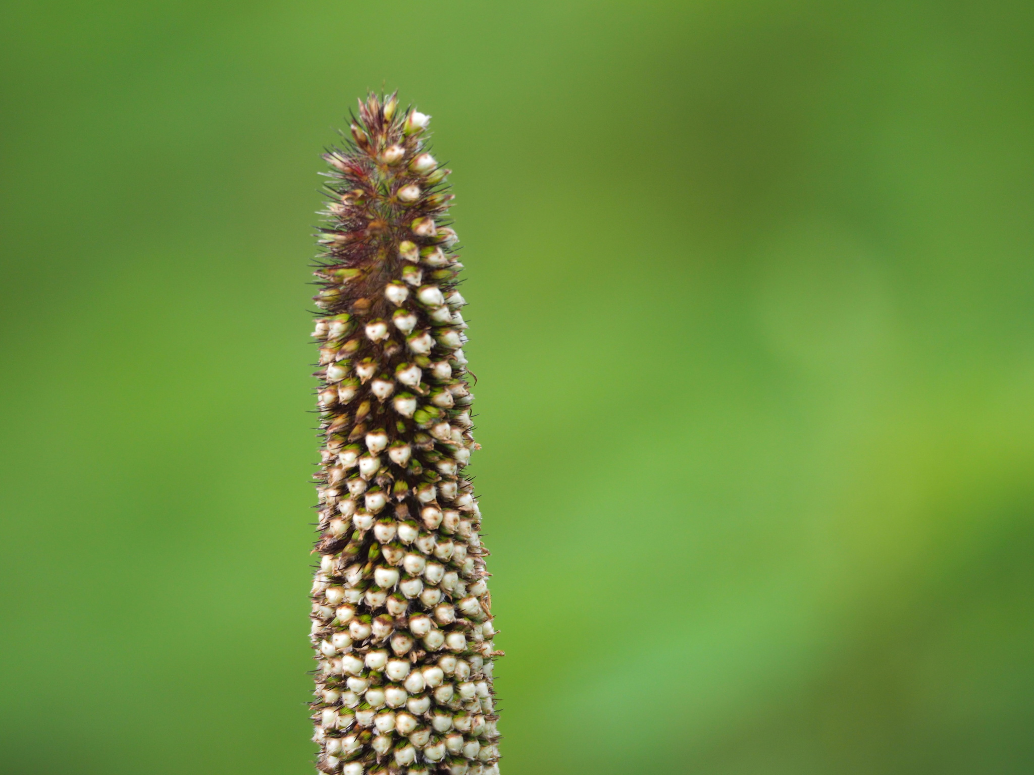 Cenchrus americanus