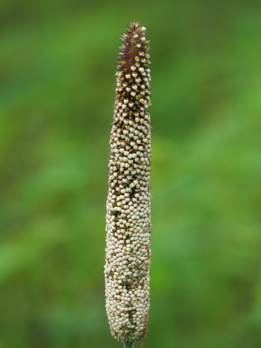 Image of Bulrush millet by no rights reserved