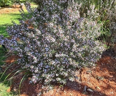 Philotheca myoporoides myoporoides