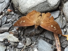Seseria formosana