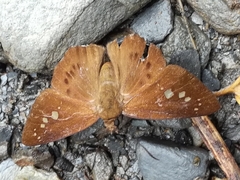 Seseria formosana